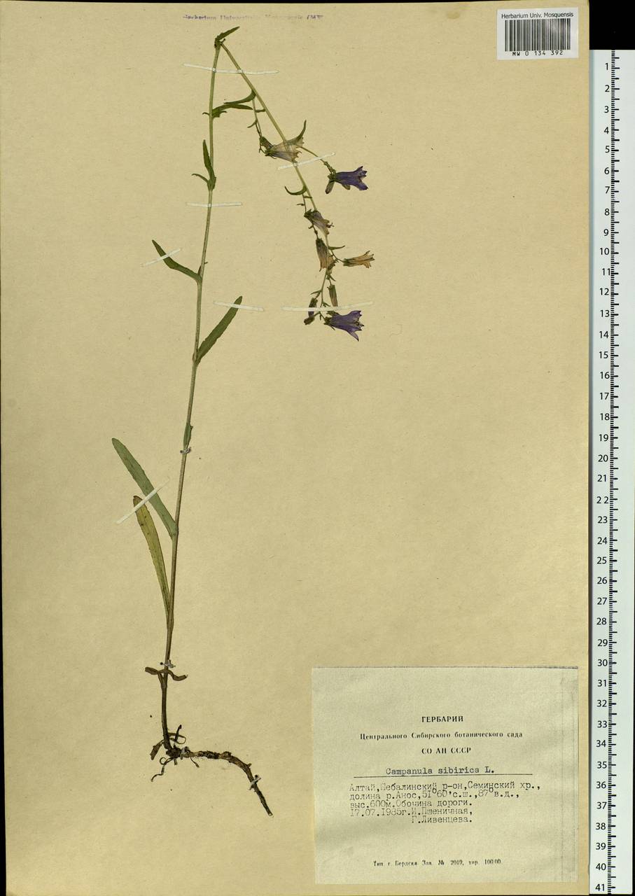 Campanula sibirica L., Siberia, Altai & Sayany Mountains (S2) (Russia)