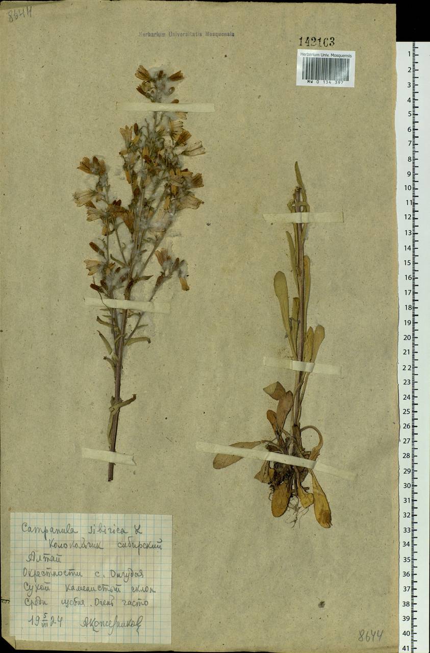 Campanula sibirica L., Siberia, Altai & Sayany Mountains (S2) (Russia)