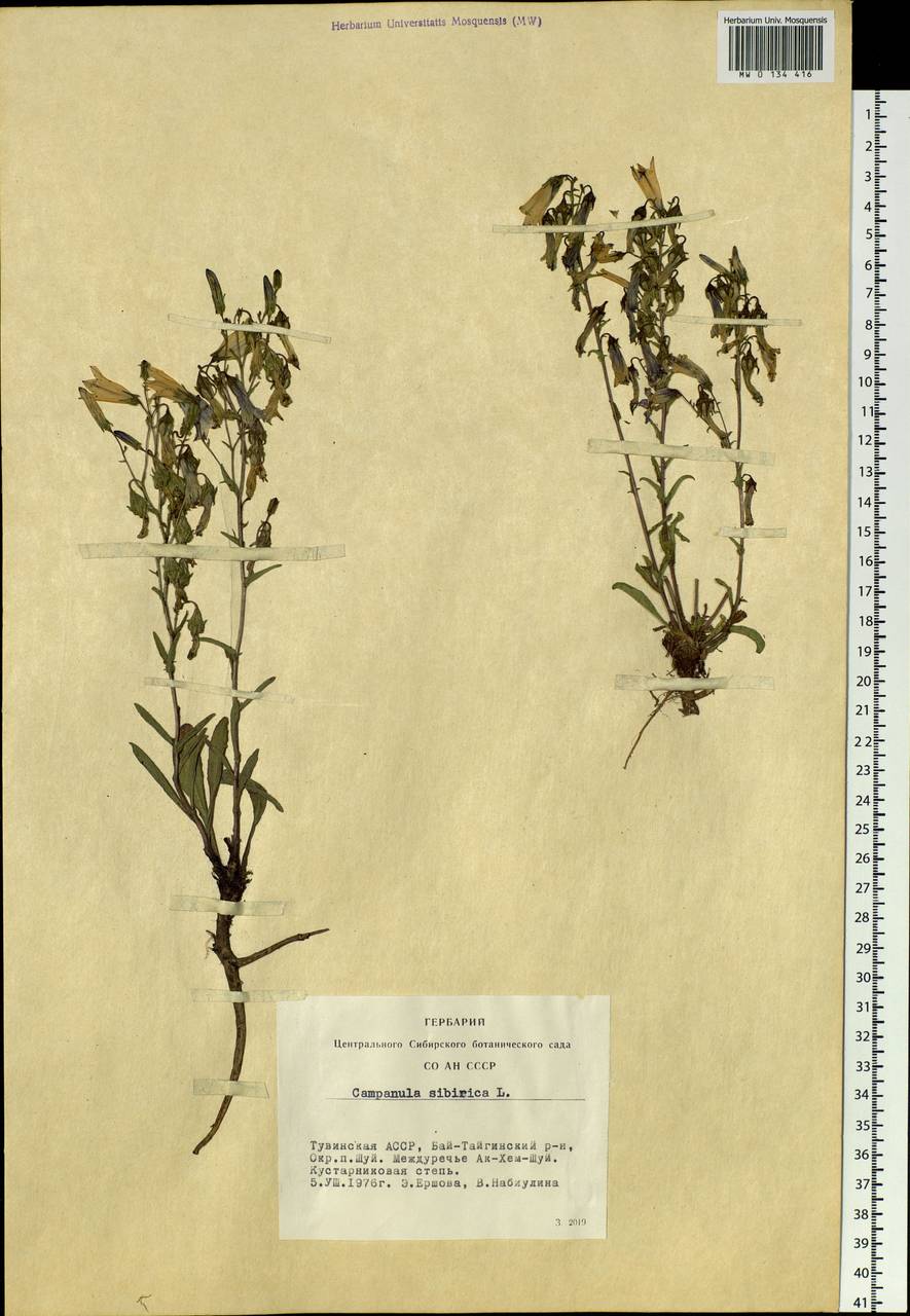 Campanula sibirica L., Siberia, Altai & Sayany Mountains (S2) (Russia)