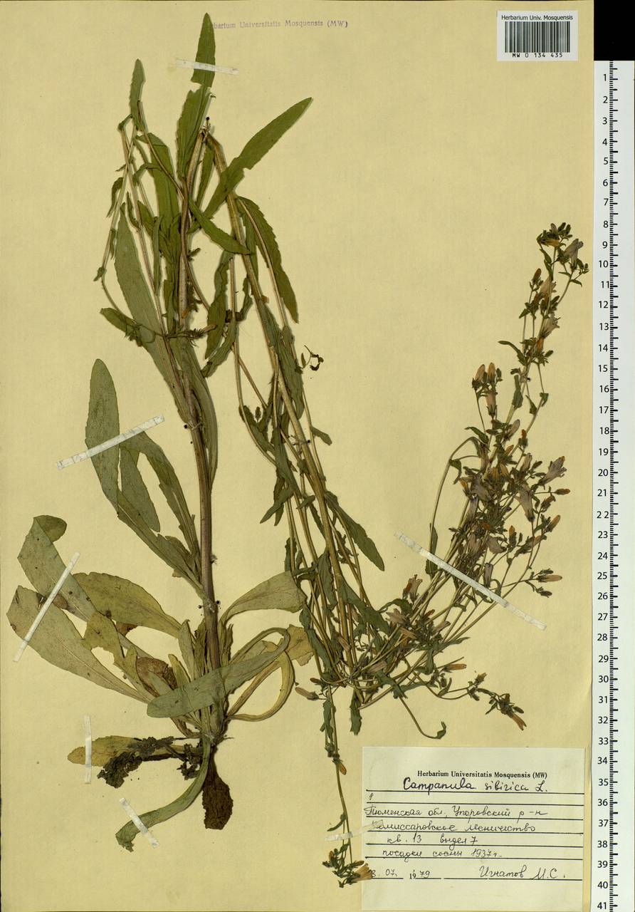 Campanula sibirica L., Siberia, Western Siberia (S1) (Russia)