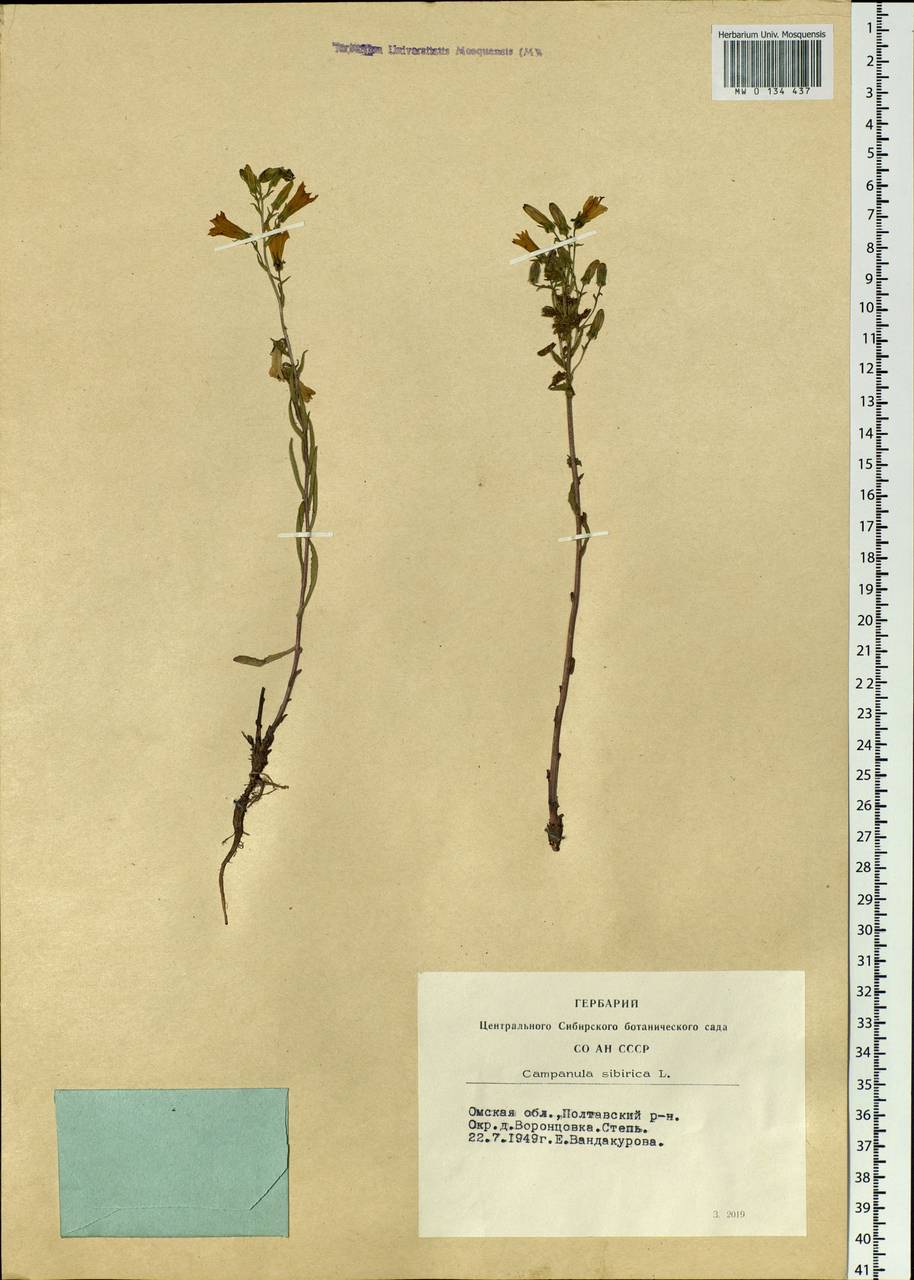 Campanula sibirica L., Siberia, Western Siberia (S1) (Russia)
