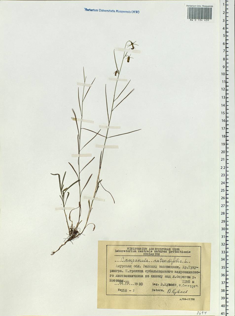 Campanula rotundifolia L., Siberia, Russian Far East (S6) (Russia)