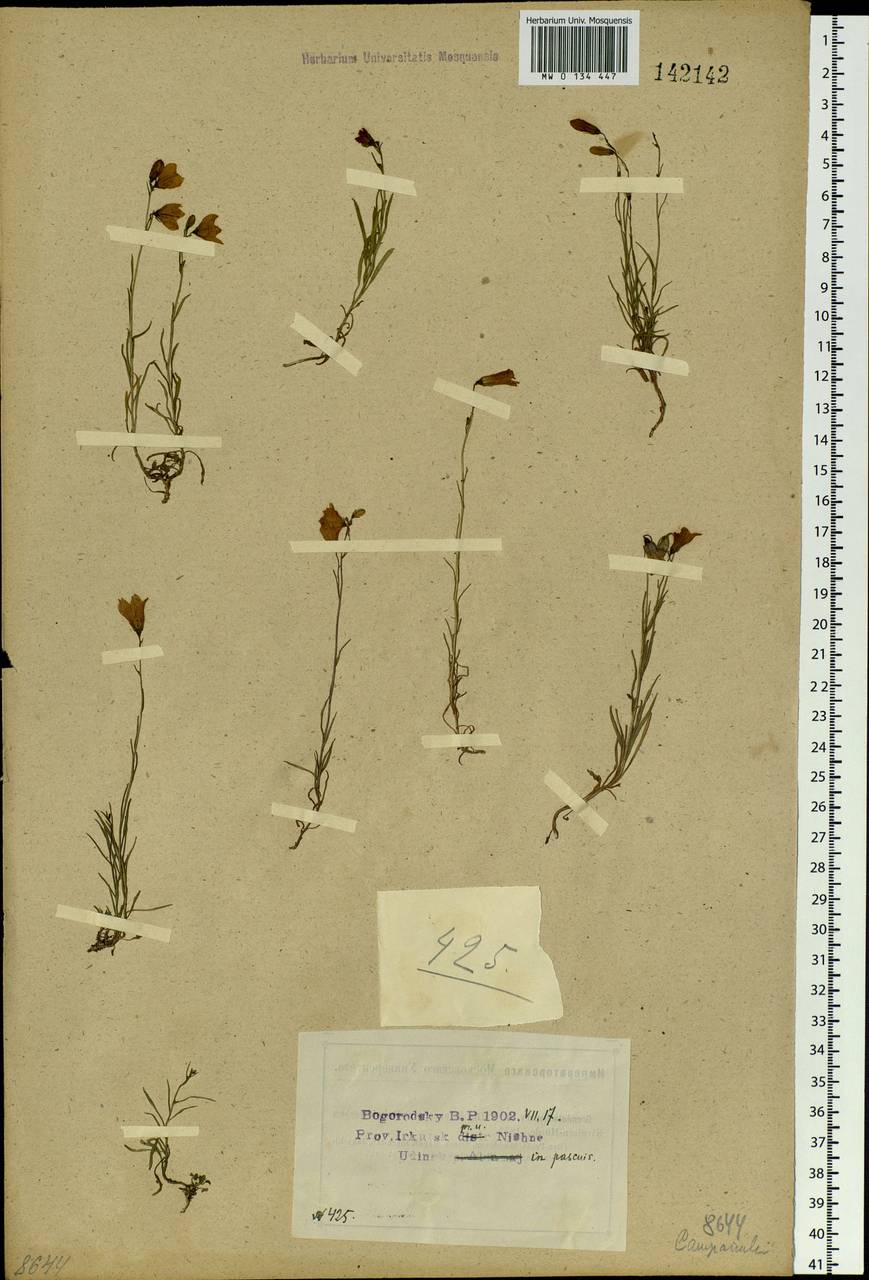 Campanula rotundifolia L., Siberia, Baikal & Transbaikal region (S4) (Russia)