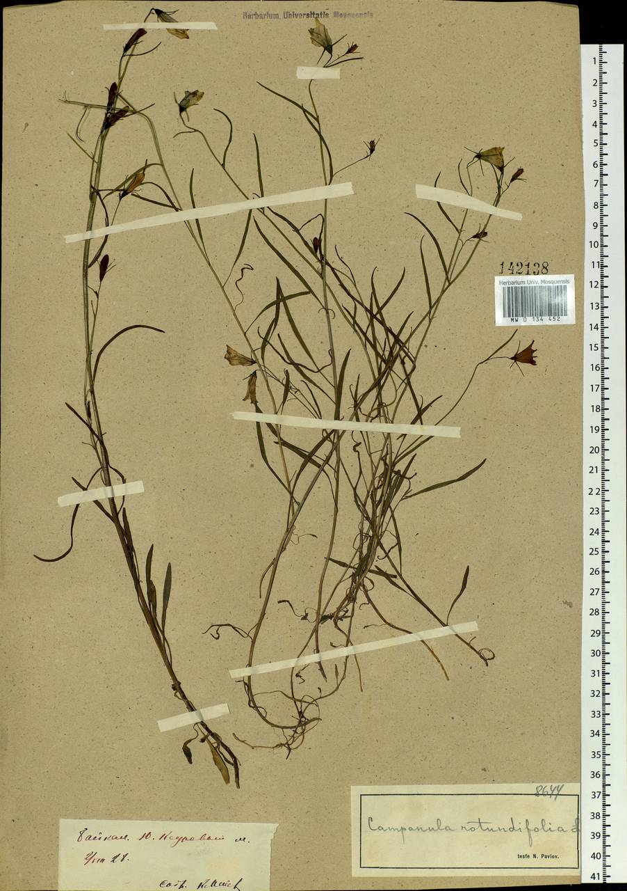 Campanula rotundifolia L., Siberia, Baikal & Transbaikal region (S4) (Russia)