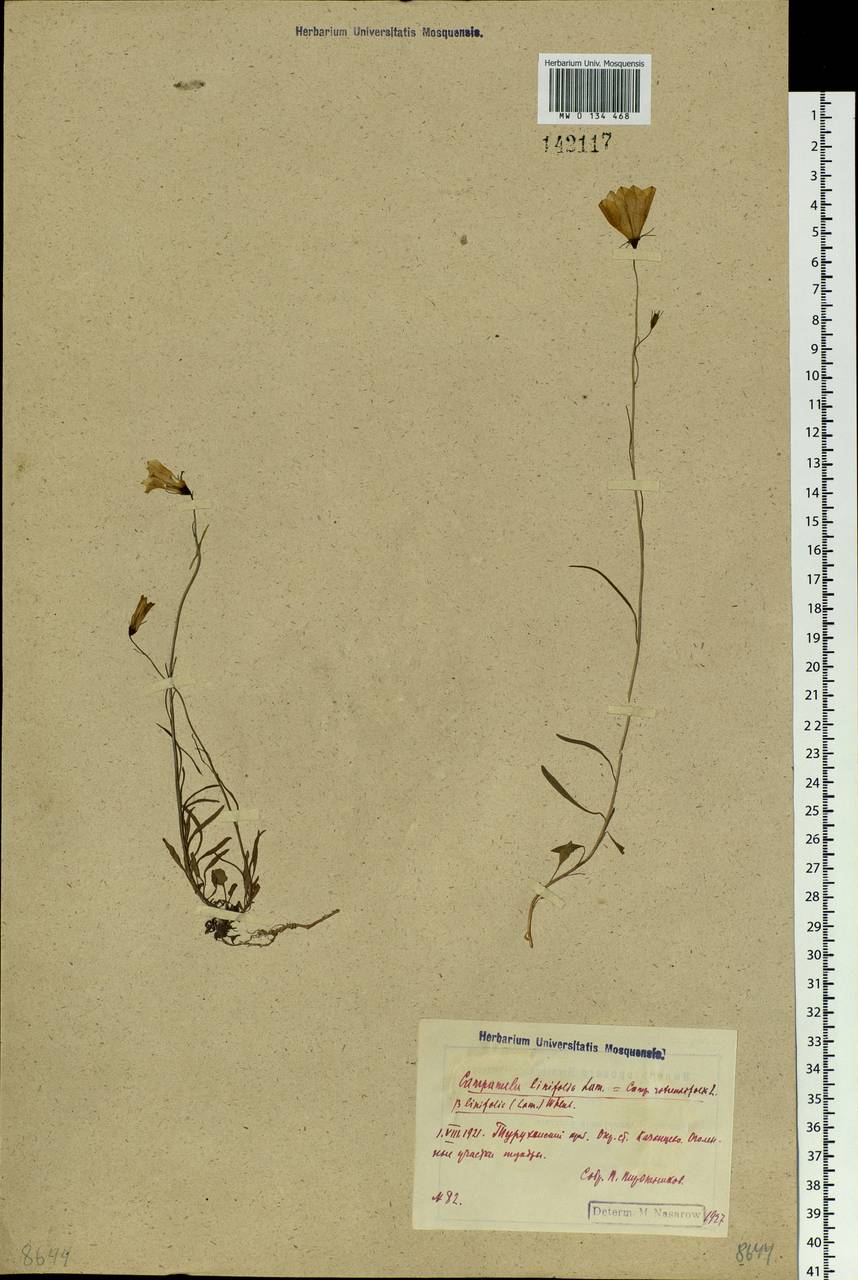 Campanula rotundifolia L., Siberia, Central Siberia (S3) (Russia)