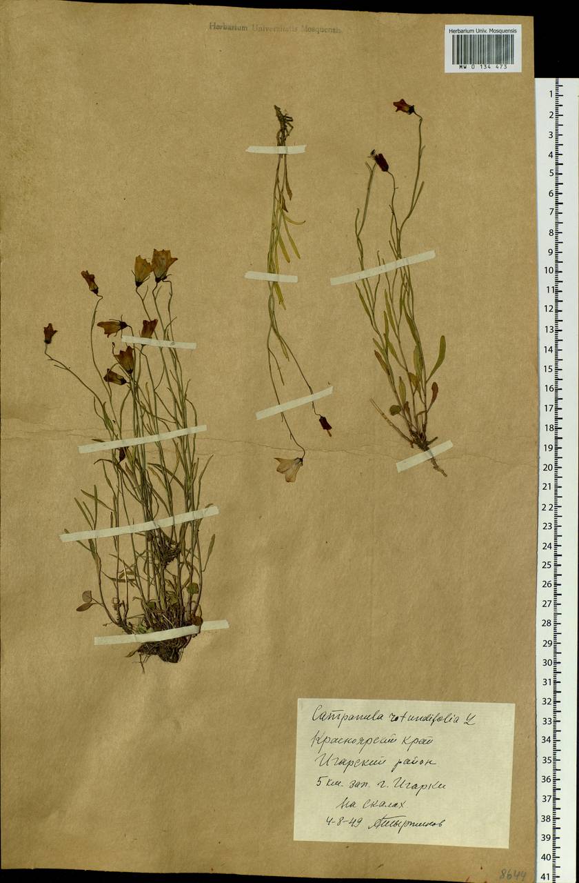 Campanula rotundifolia L., Siberia, Central Siberia (S3) (Russia)