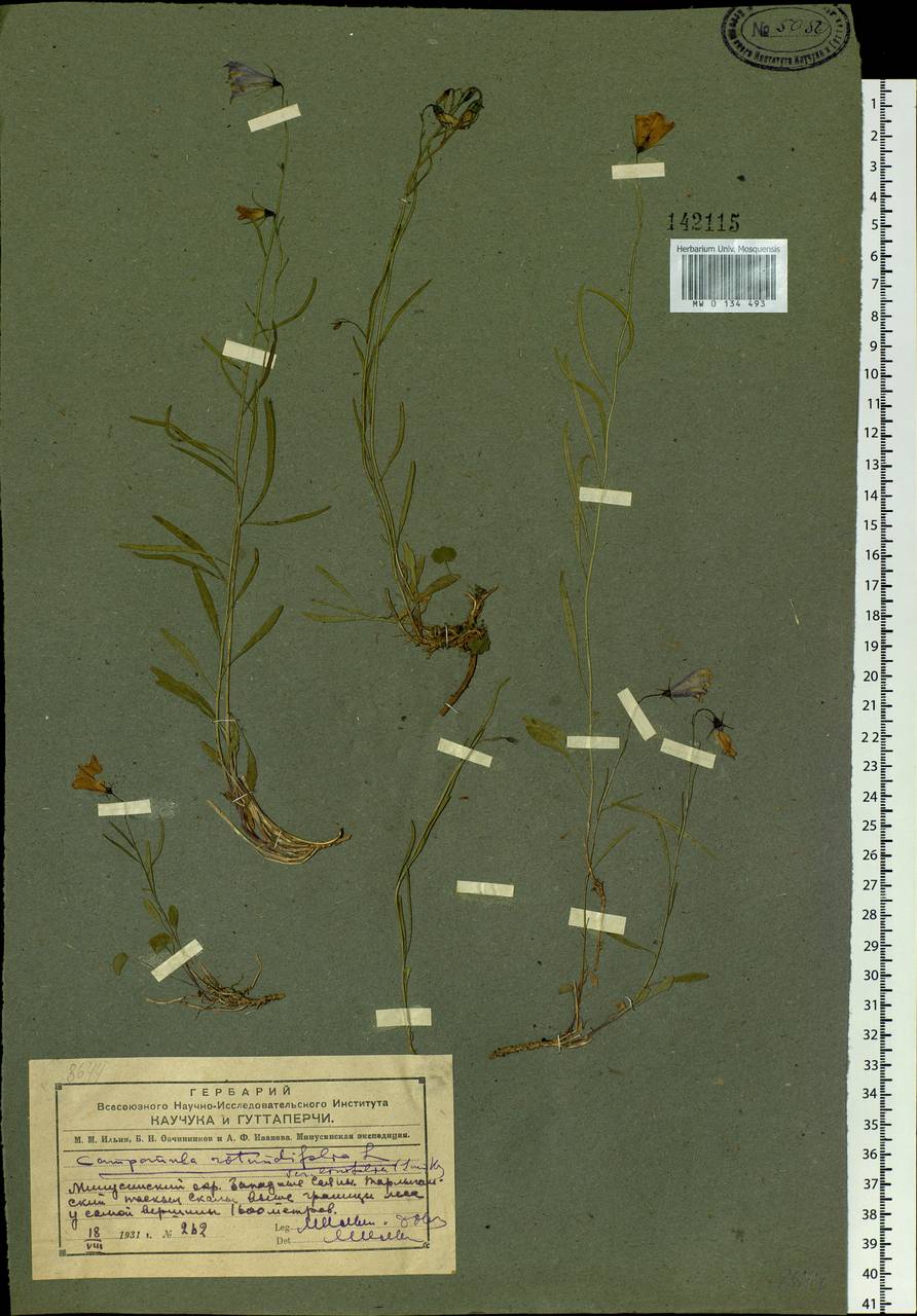 Campanula rotundifolia L., Siberia, Altai & Sayany Mountains (S2) (Russia)