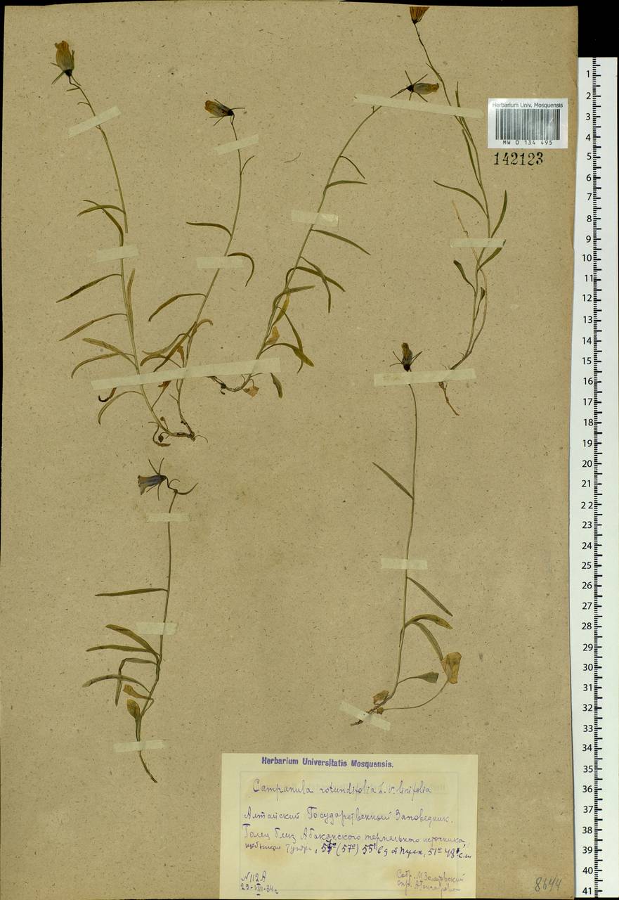 Campanula rotundifolia L., Siberia, Altai & Sayany Mountains (S2) (Russia)