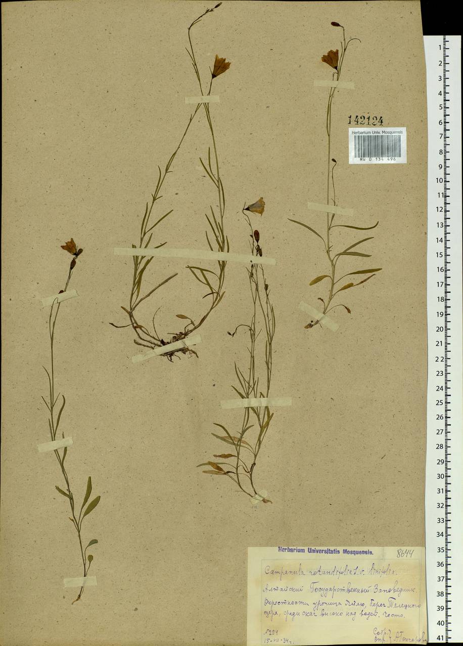 Campanula rotundifolia L., Siberia, Altai & Sayany Mountains (S2) (Russia)