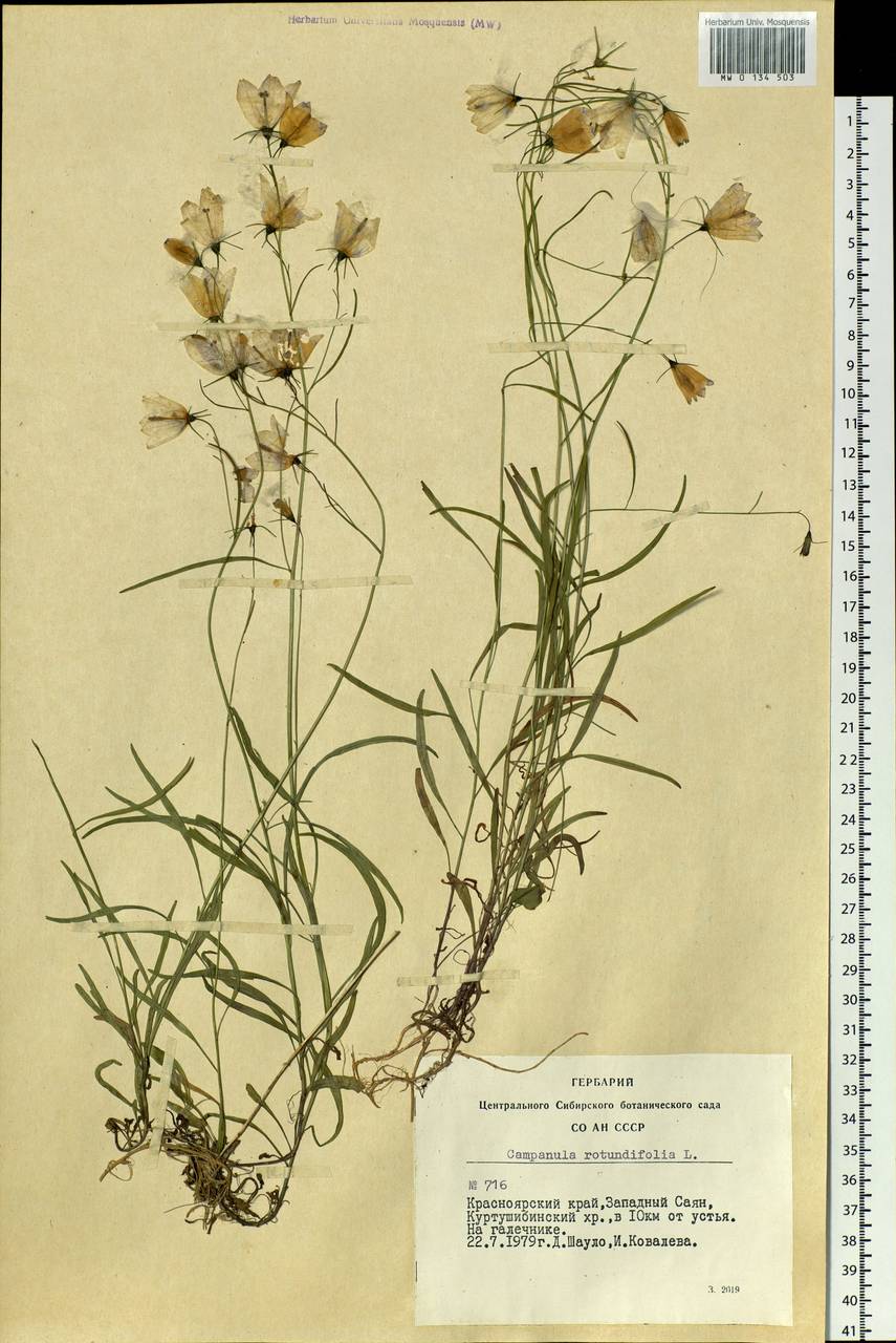 Campanula rotundifolia L., Siberia, Altai & Sayany Mountains (S2) (Russia)