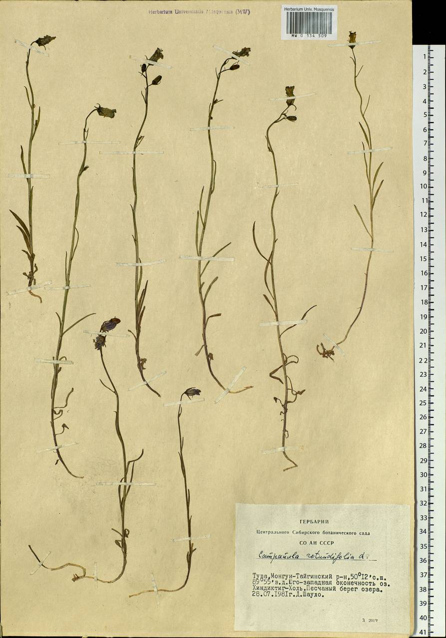 Campanula rotundifolia L., Siberia, Altai & Sayany Mountains (S2) (Russia)