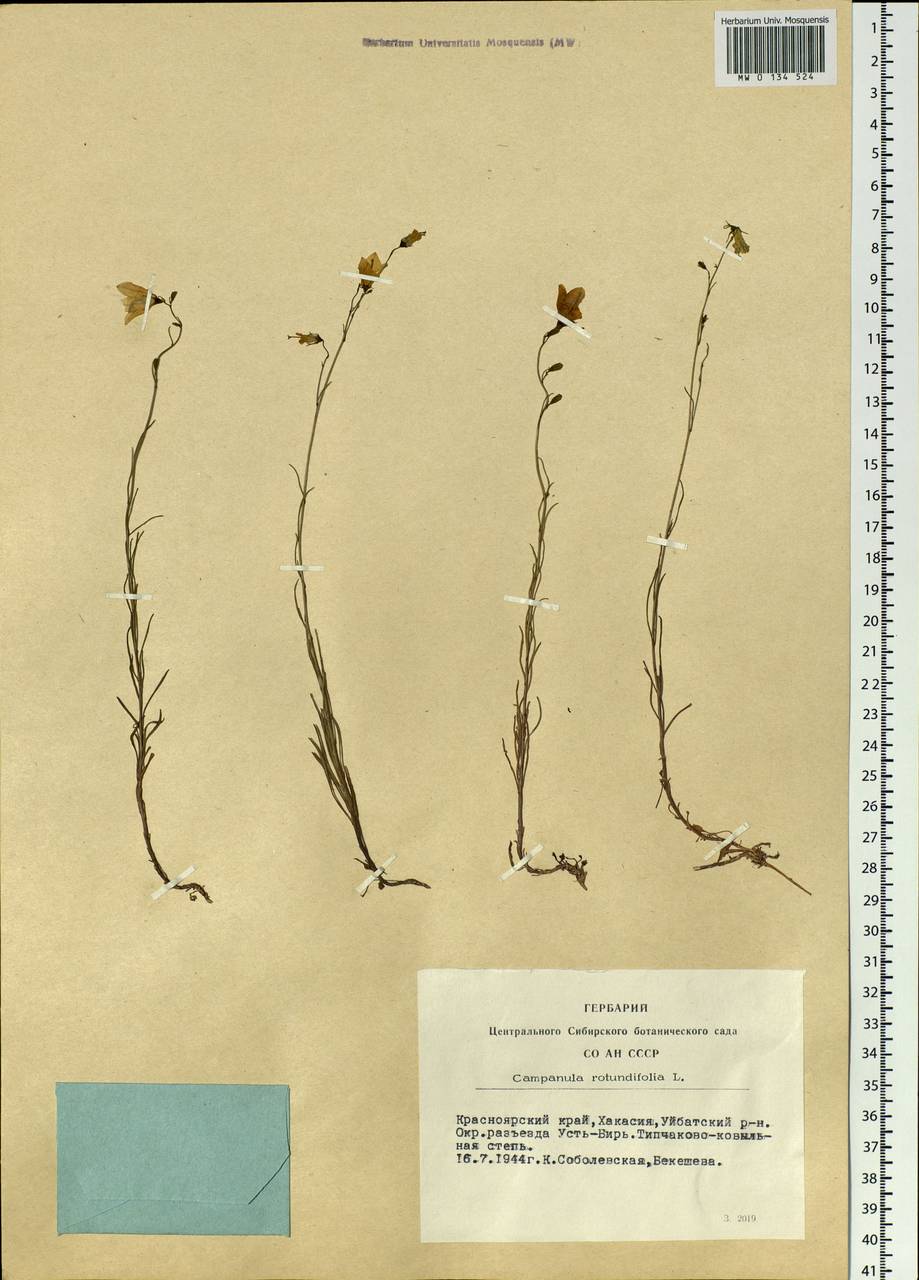 Campanula rotundifolia L., Siberia, Altai & Sayany Mountains (S2) (Russia)