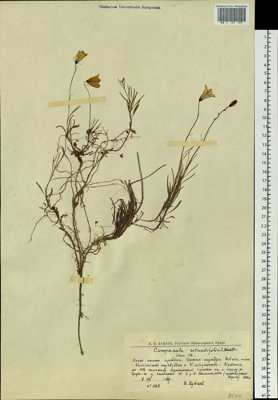 Campanula rotundifolia L., Siberia, Western Siberia (S1) (Russia)