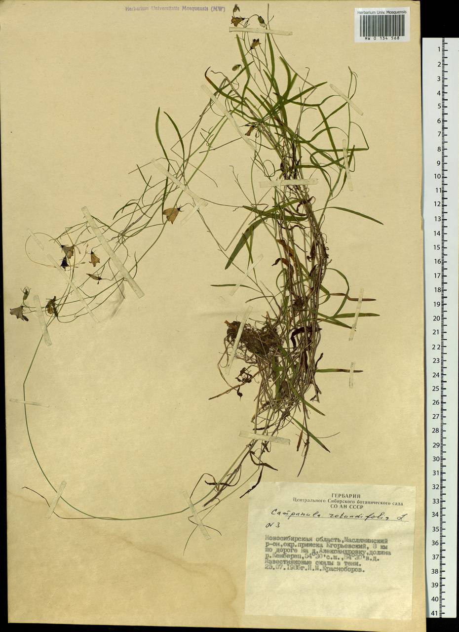 Campanula rotundifolia L., Siberia, Western Siberia (S1) (Russia)