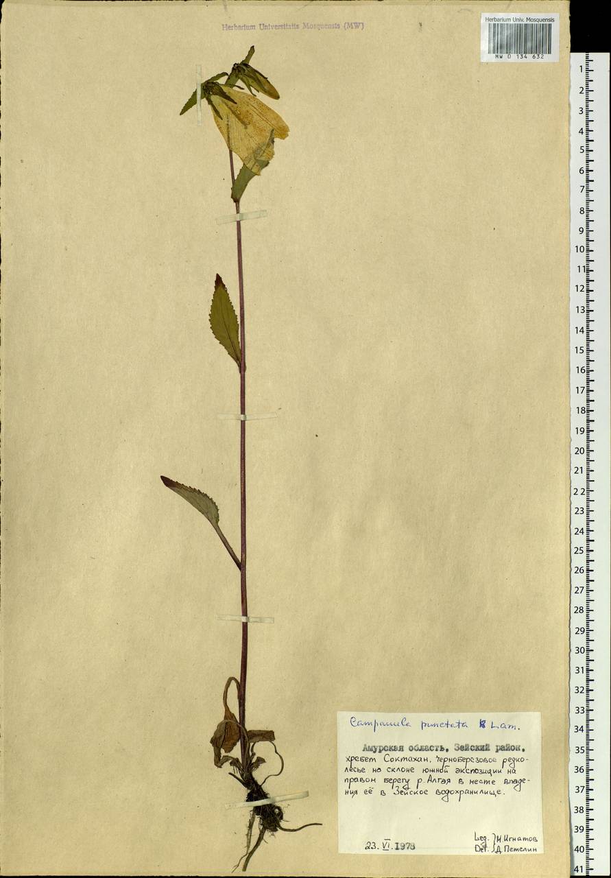 Campanula punctata Lam., Siberia, Russian Far East (S6) (Russia)
