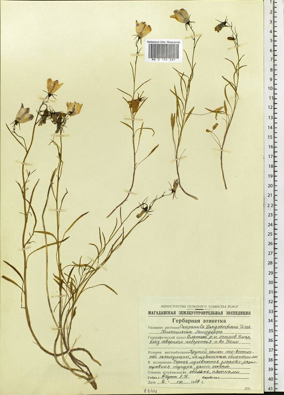 Campanula rotundifolia L., Siberia, Chukotka & Kamchatka (S7) (Russia)