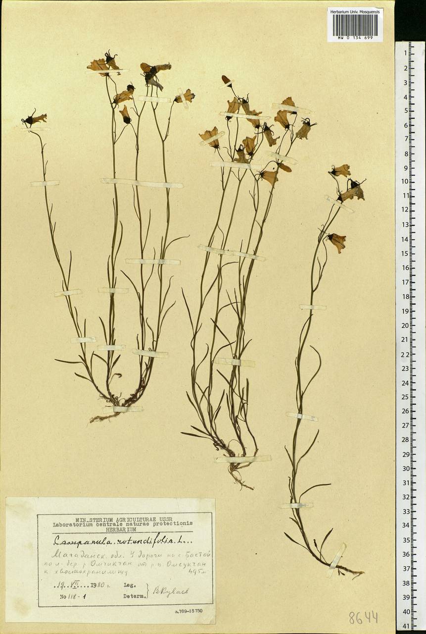 Campanula rotundifolia L., Siberia, Chukotka & Kamchatka (S7) (Russia)