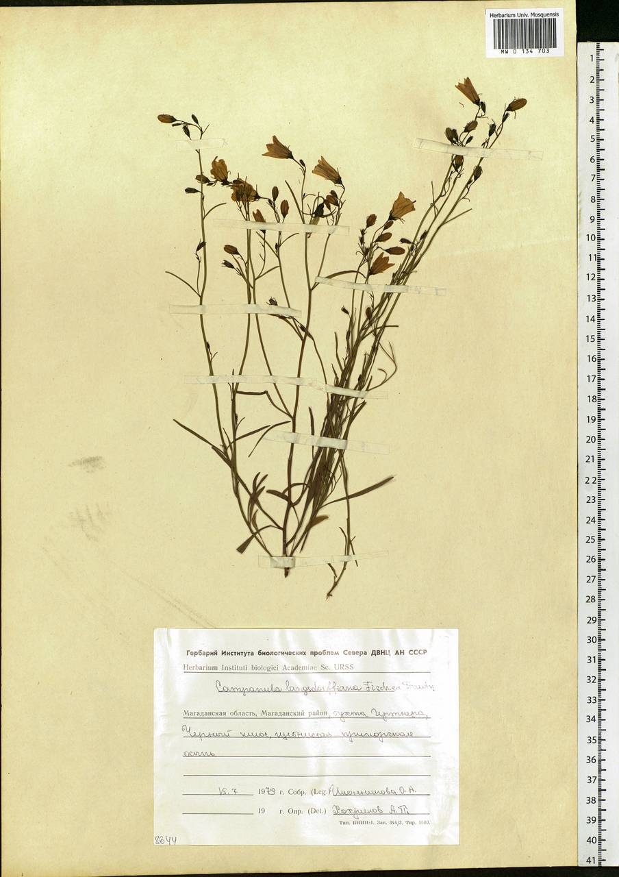 Campanula rotundifolia L., Siberia, Chukotka & Kamchatka (S7) (Russia)