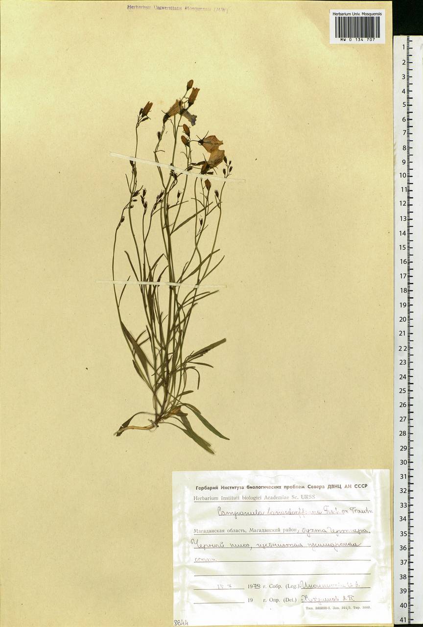 Campanula rotundifolia L., Siberia, Chukotka & Kamchatka (S7) (Russia)