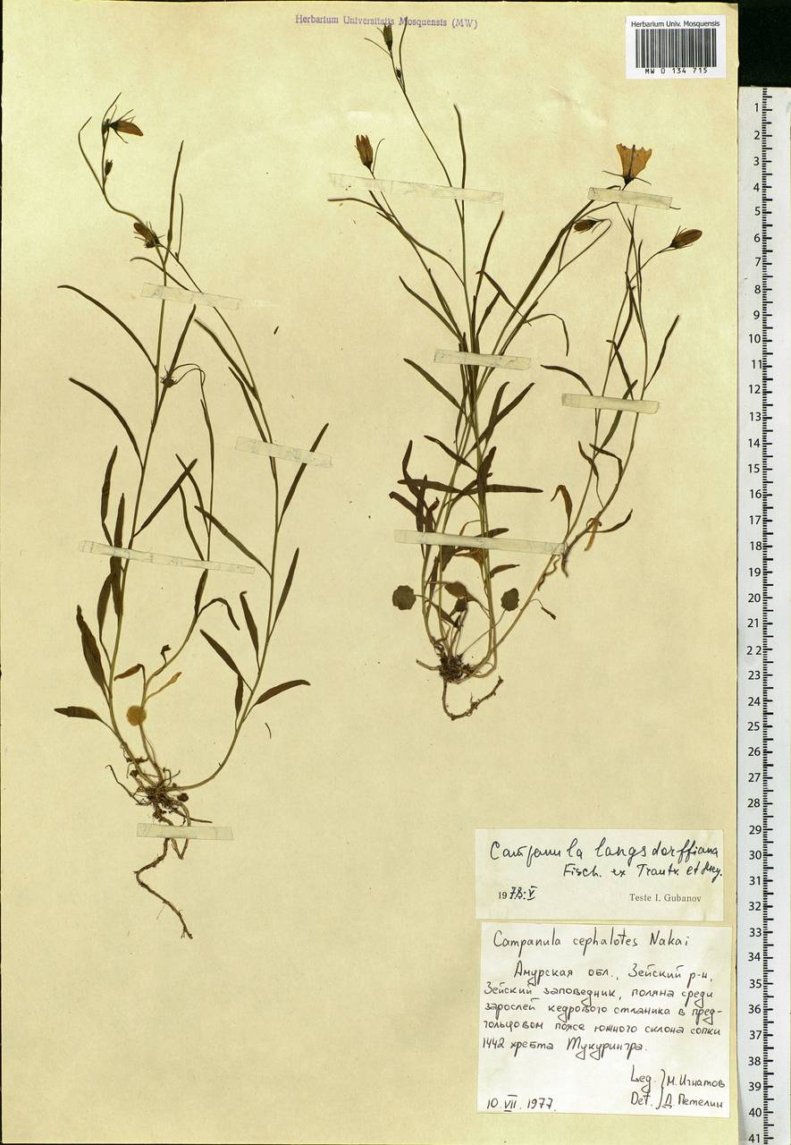 Campanula rotundifolia L., Siberia, Russian Far East (S6) (Russia)