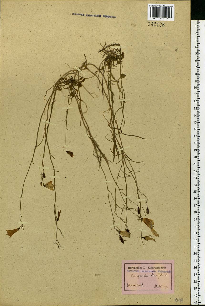 Campanula rotundifolia L., Siberia, Yakutia (S5) (Russia)