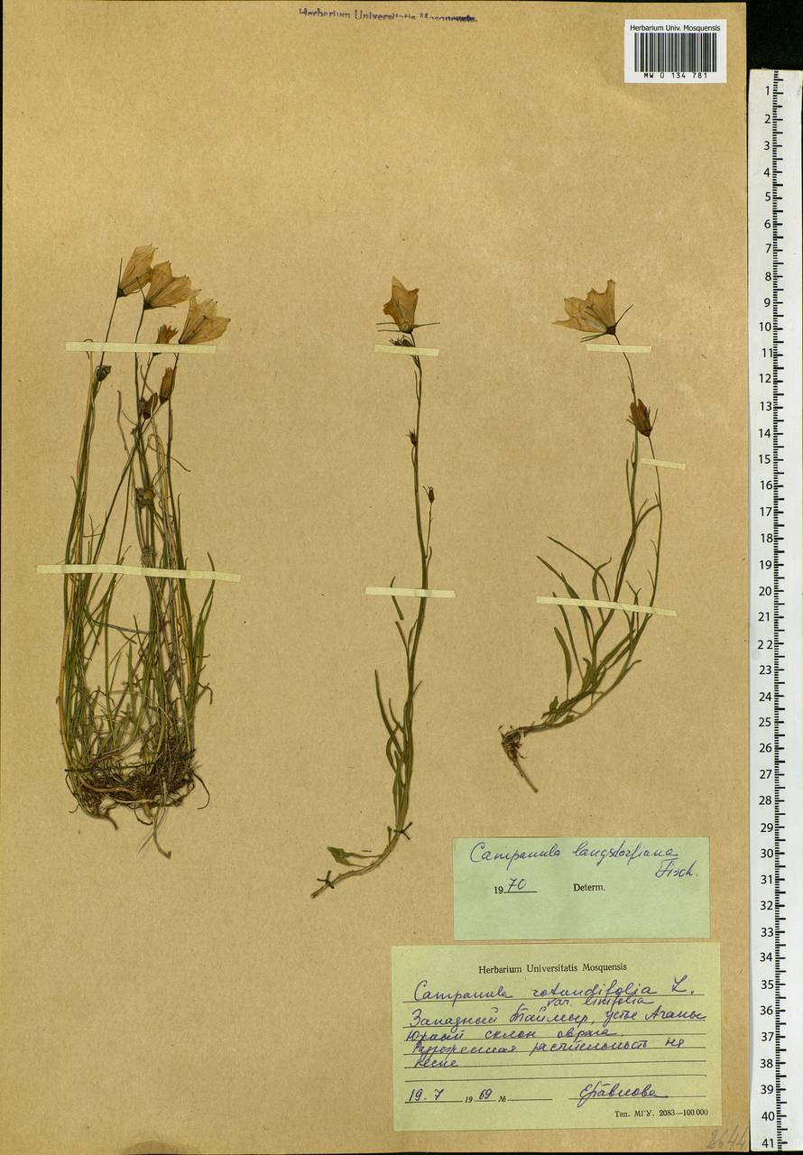 Campanula rotundifolia L., Siberia, Central Siberia (S3) (Russia)