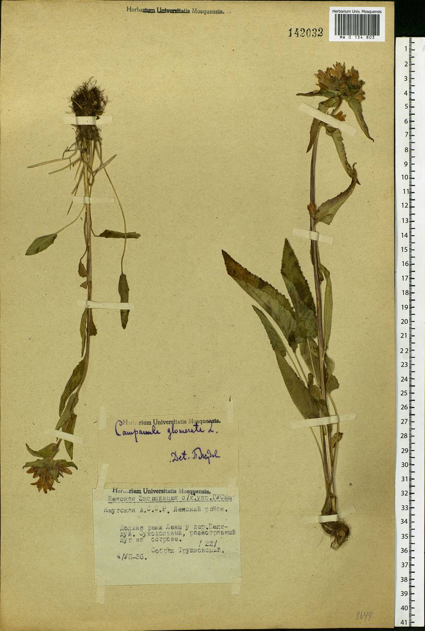 Campanula glomerata L., Siberia, Yakutia (S5) (Russia)