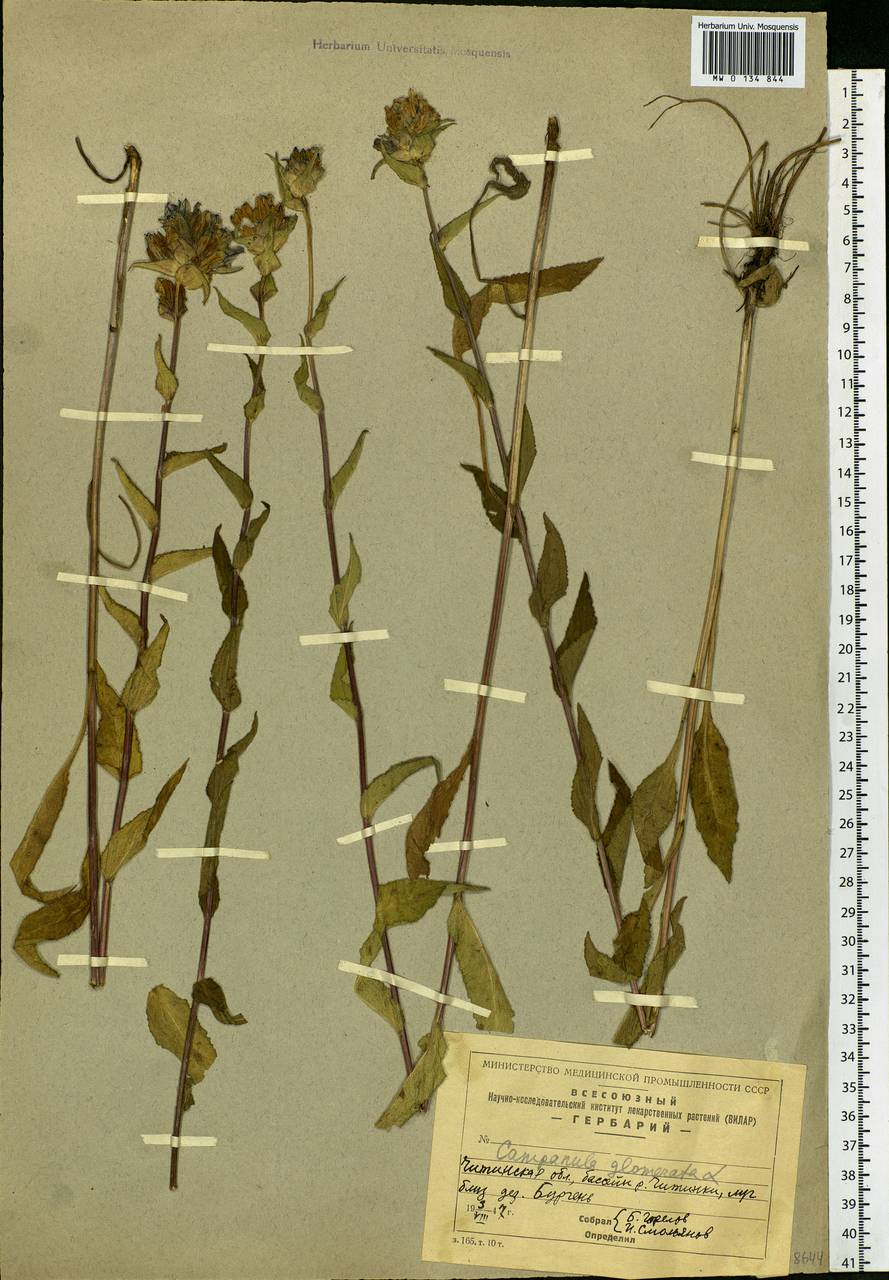 Campanula glomerata L., Siberia, Baikal & Transbaikal region (S4) (Russia)