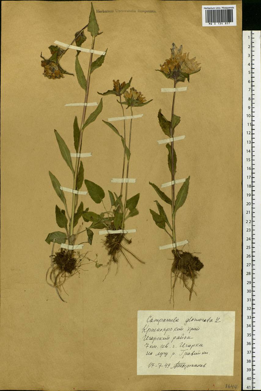 Campanula glomerata L., Siberia, Central Siberia (S3) (Russia)