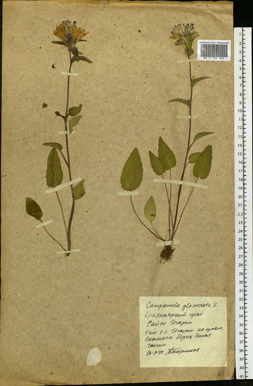 Campanula glomerata L., Siberia, Central Siberia (S3) (Russia)