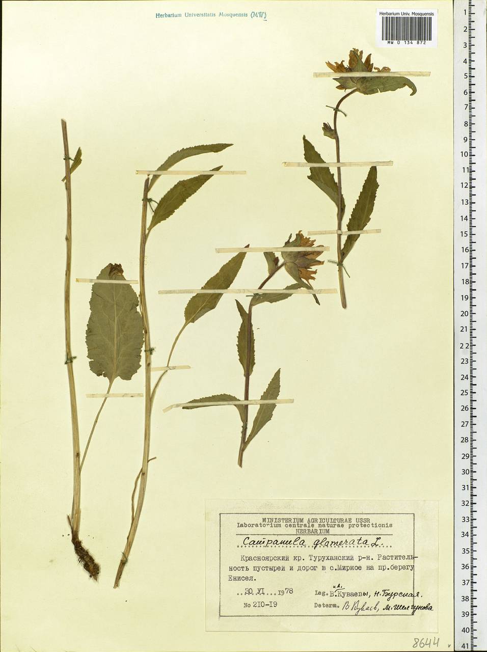 Campanula glomerata L., Siberia, Central Siberia (S3) (Russia)