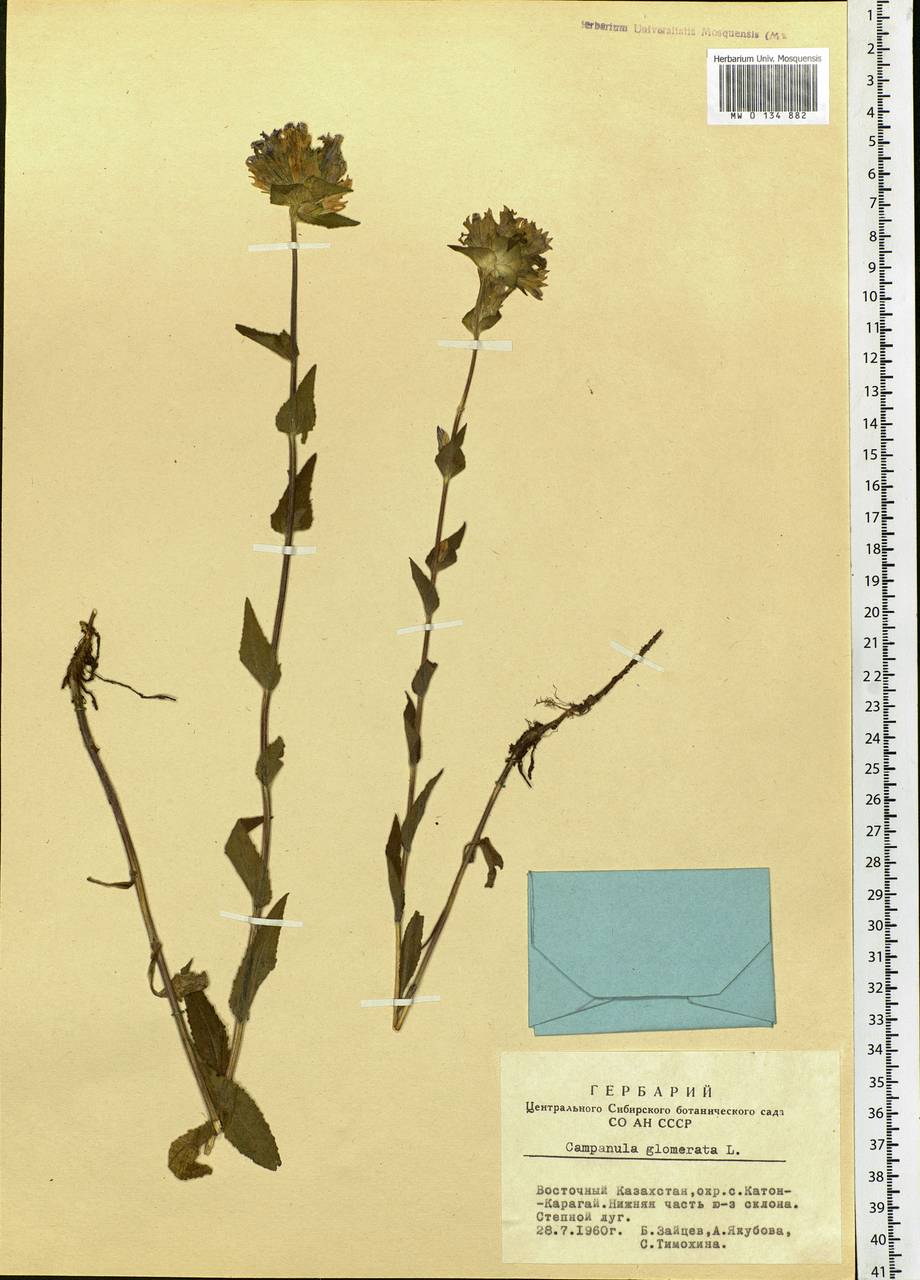 Campanula glomerata L., Siberia, Western (Kazakhstan) Altai Mountains (S2a) (Kazakhstan)