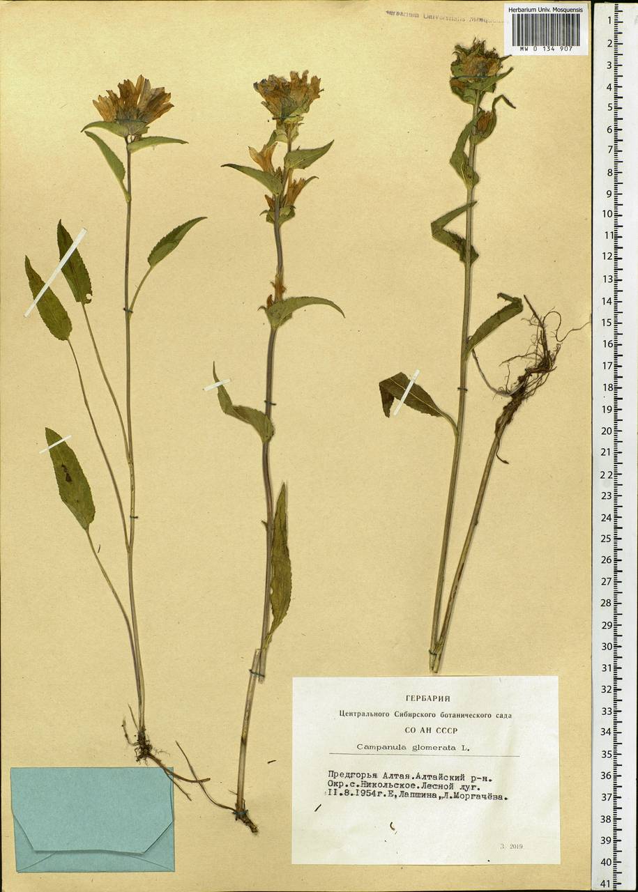 Campanula glomerata L., Siberia, Altai & Sayany Mountains (S2) (Russia)