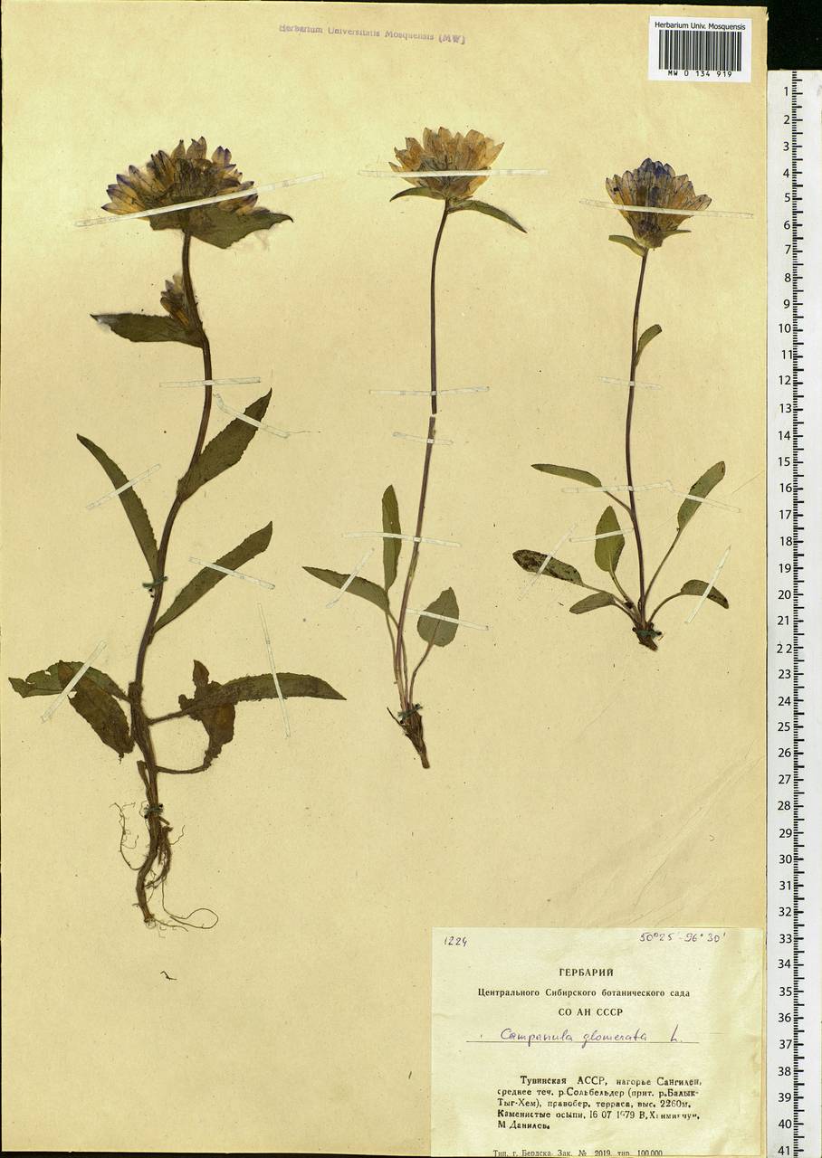 Campanula glomerata L., Siberia, Altai & Sayany Mountains (S2) (Russia)