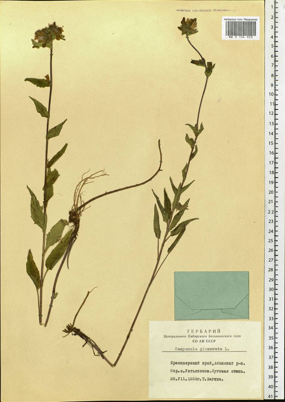 Campanula glomerata L., Siberia, Central Siberia (S3) (Russia)