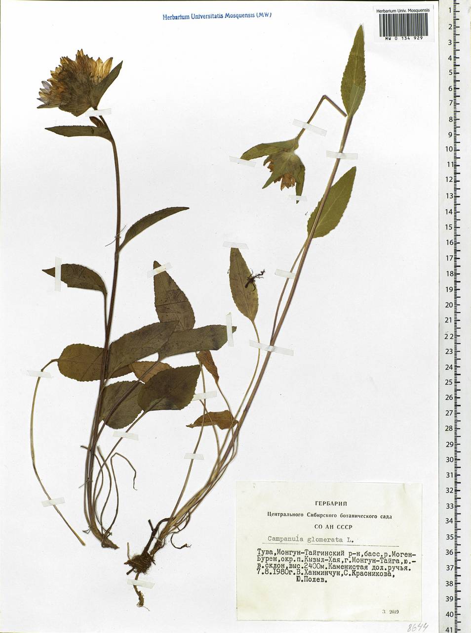 Campanula glomerata L., Siberia, Altai & Sayany Mountains (S2) (Russia)