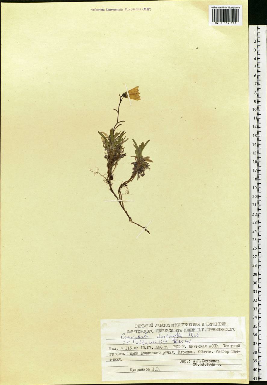 Campanula dasyantha M.Bieb., Siberia, Yakutia (S5) (Russia)