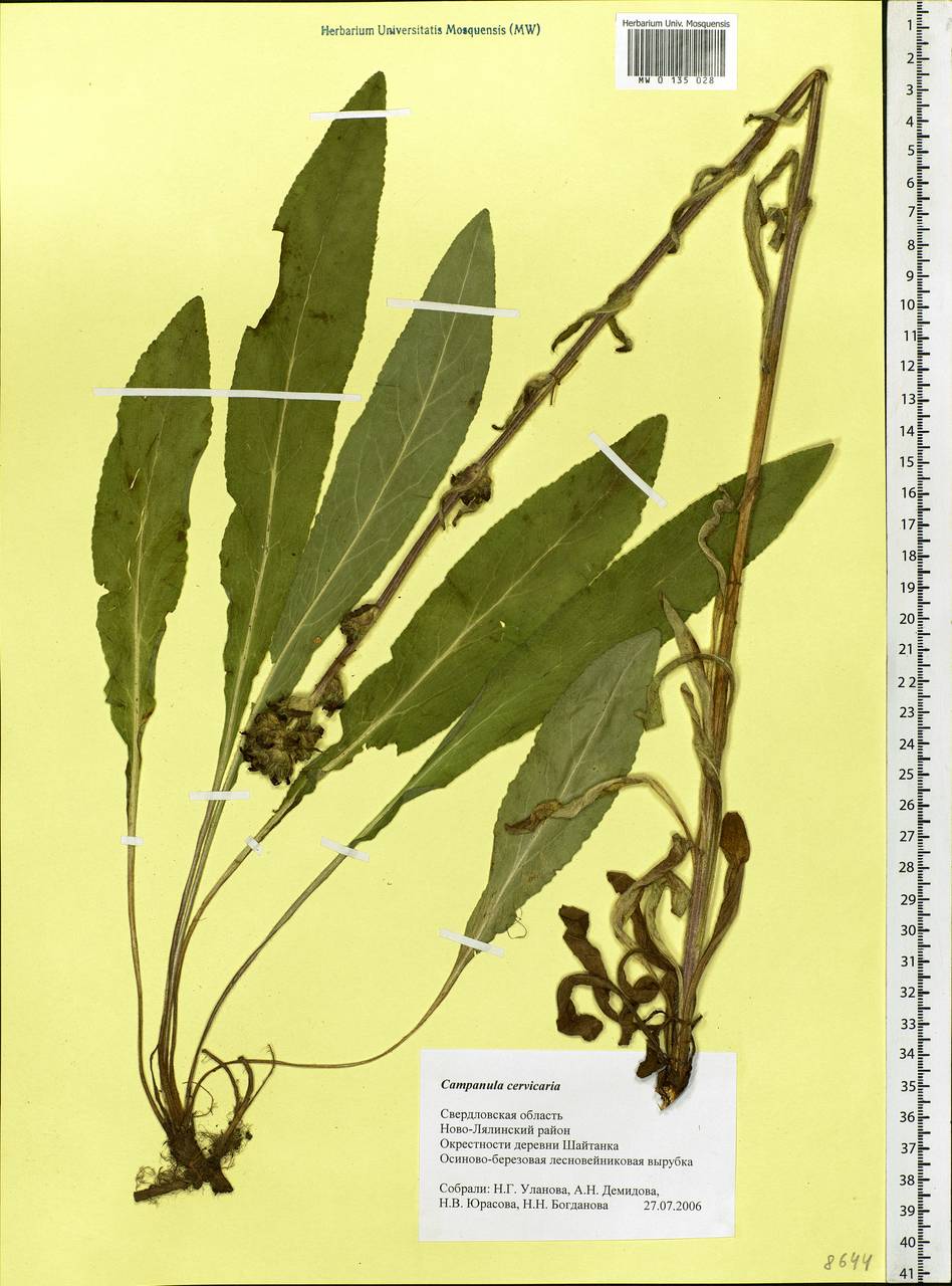 Campanula cervicaria L., Eastern Europe, Eastern region (E10) (Russia)