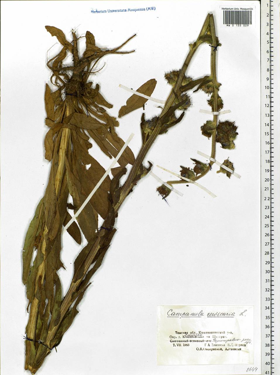 Campanula cervicaria L., Siberia, Western Siberia (S1) (Russia)