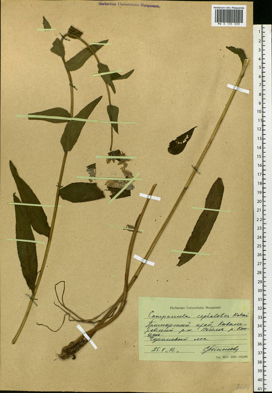 Campanula glomerata subsp. speciosa (Hornem. ex Spreng.) Domin, Siberia, Russian Far East (S6) (Russia)