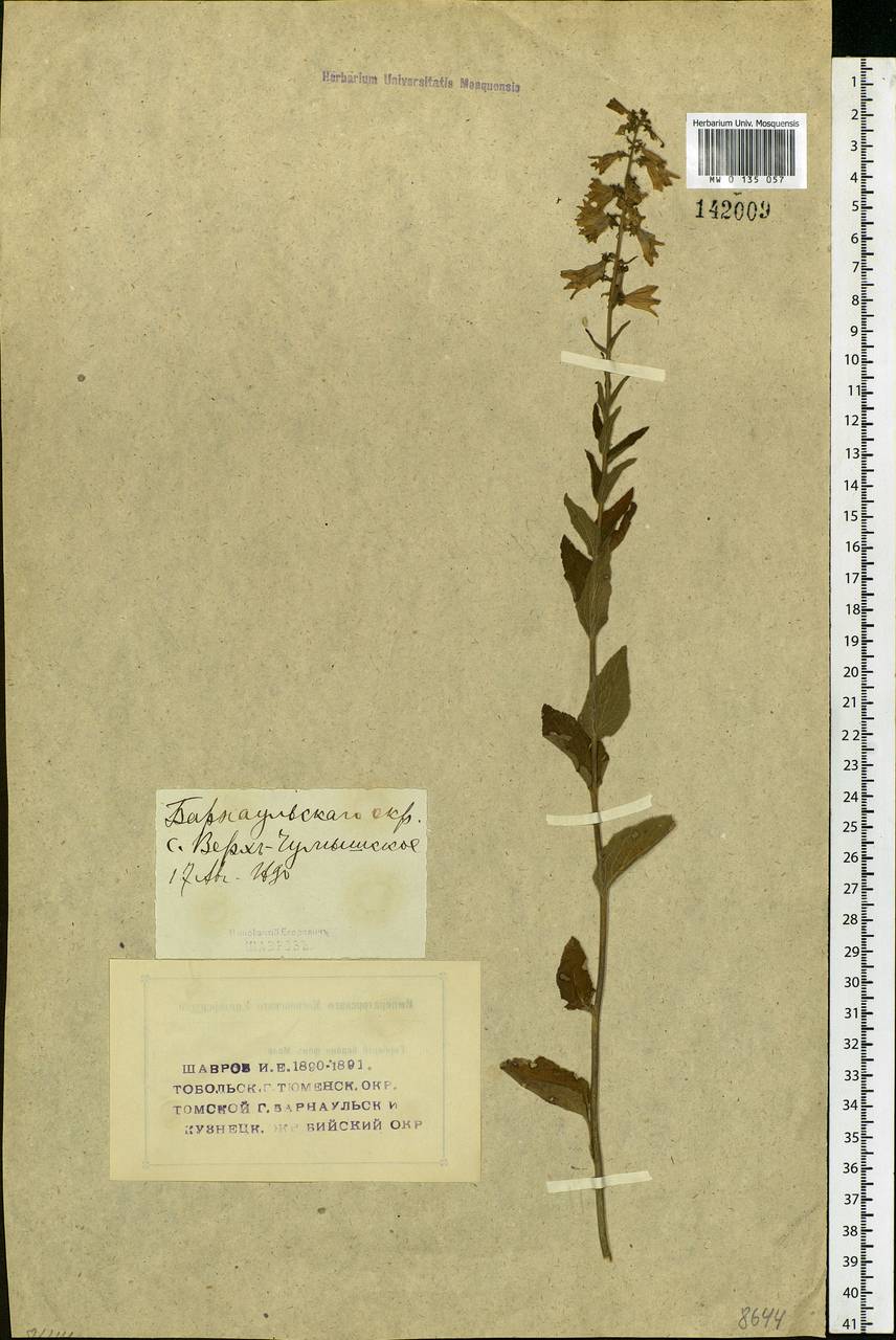 Campanula bononiensis L., Siberia, Altai & Sayany Mountains (S2) (Russia)