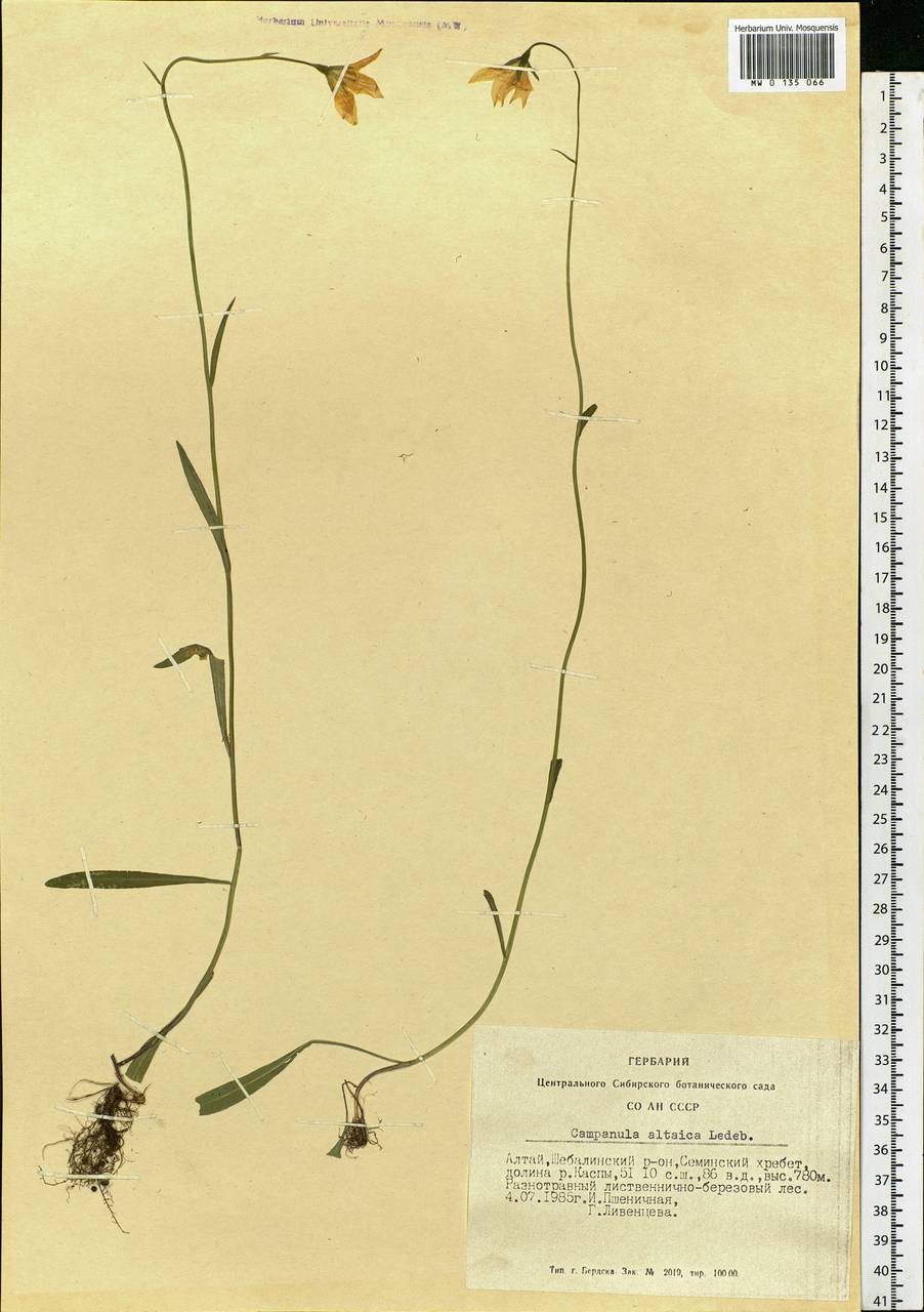 Campanula stevenii subsp. altaica (Ledeb.) Fed., Siberia, Altai & Sayany Mountains (S2) (Russia)