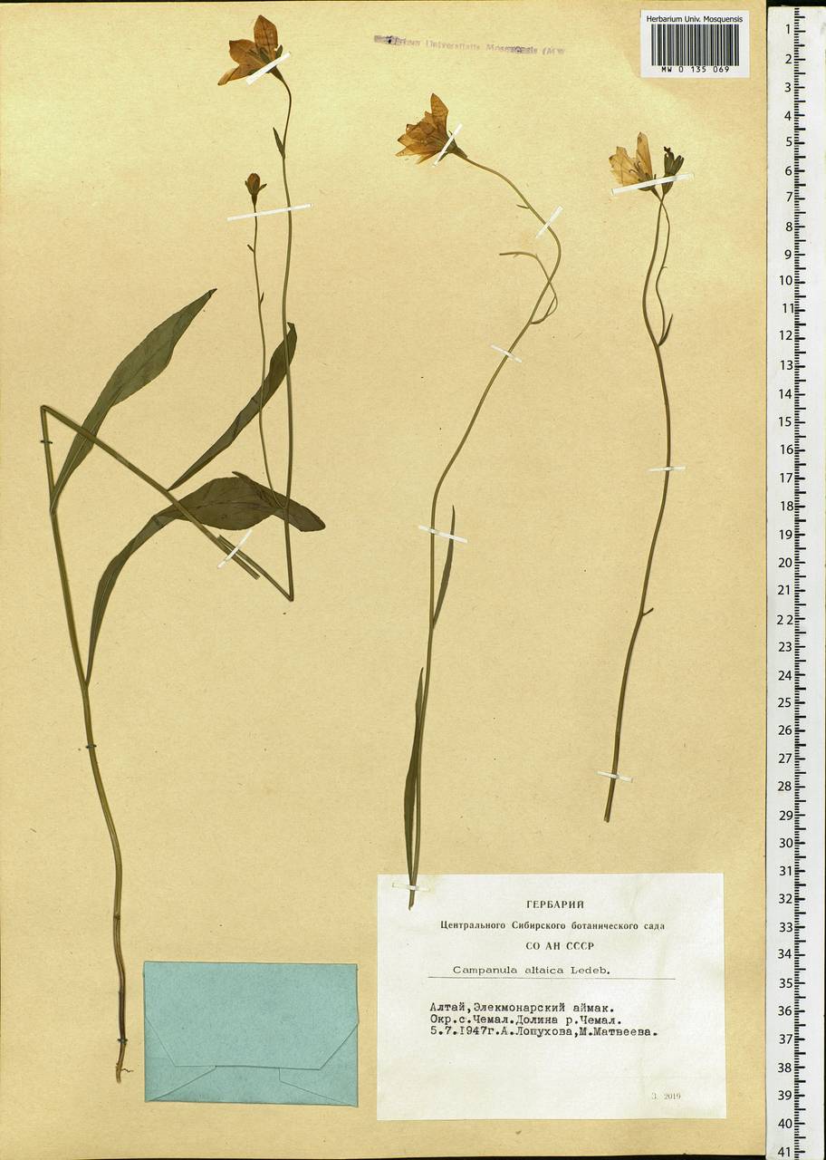 Campanula stevenii subsp. altaica (Ledeb.) Fed., Siberia, Altai & Sayany Mountains (S2) (Russia)