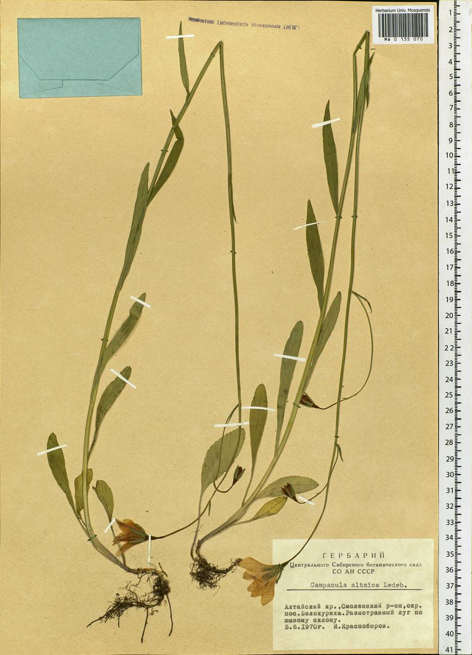 Campanula altaica Ledeb., Siberia, Altai & Sayany Mountains (S2) (Russia)