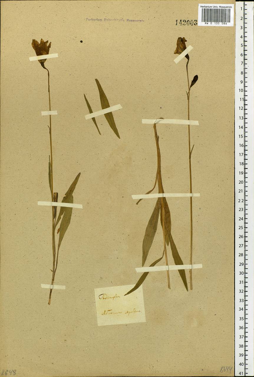 Campanula, Siberia, Baikal & Transbaikal region (S4) (Russia)