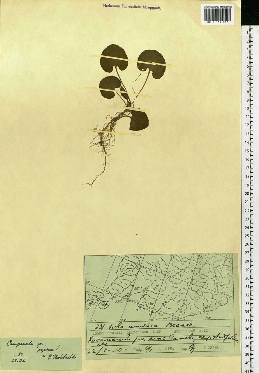 Campanula, Siberia, Russian Far East (S6) (Russia)