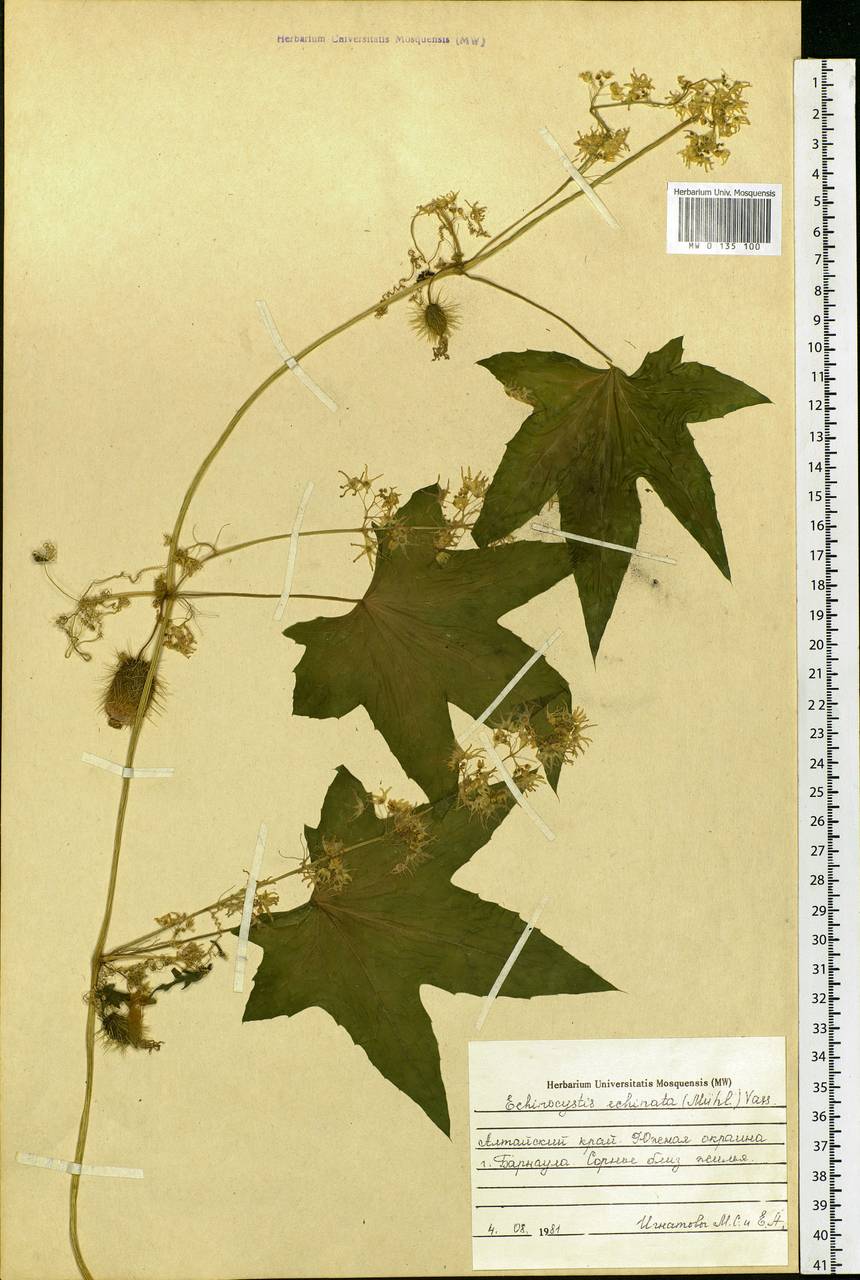 Echinocystis lobata (Michx.) Torr. & Gray, Siberia, Altai & Sayany Mountains (S2) (Russia)