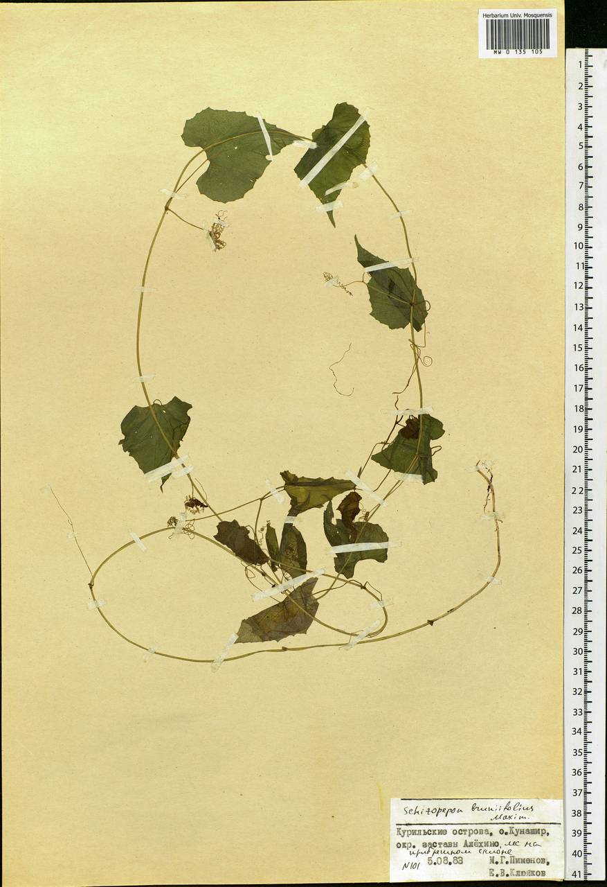 Schizopepon bryoniifolius Maxim., Siberia, Russian Far East (S6) (Russia)