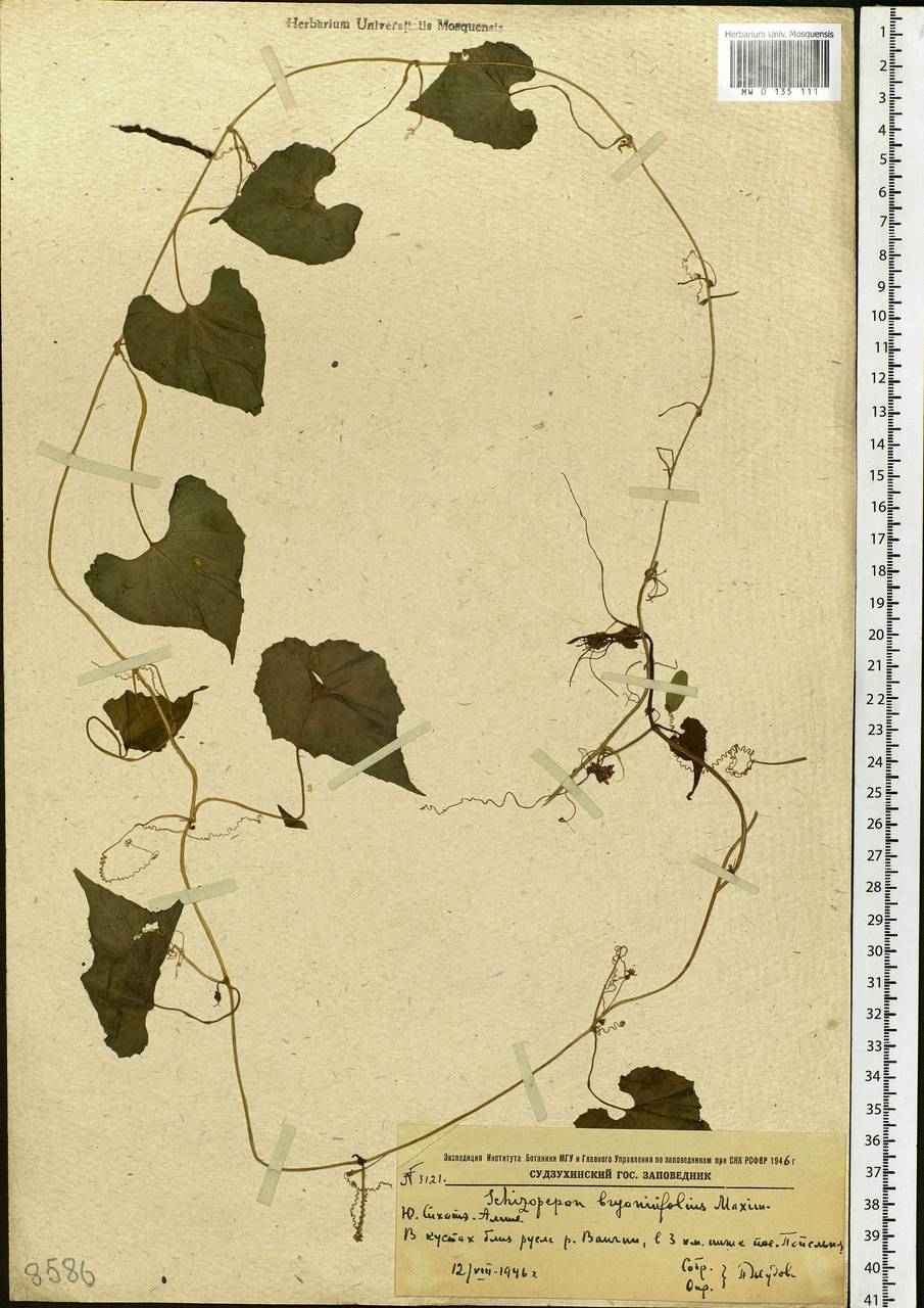 Schizopepon bryoniifolius Maxim., Siberia, Russian Far East (S6) (Russia)