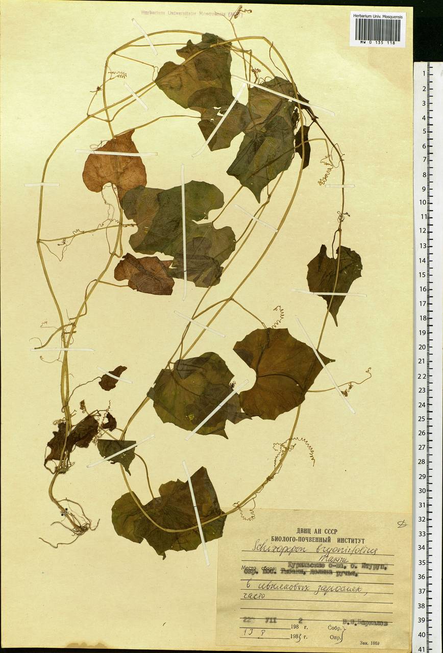 Schizopepon bryoniifolius Maxim., Siberia, Russian Far East (S6) (Russia)
